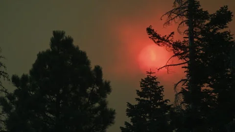 Red sun setting behind silhouetted trees during wildfire Stockbeeldmateriaal 332962627
