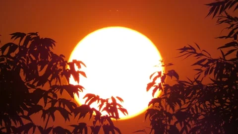 Red sun setting during sunset among silhouettes of branches with leaves close-up Video stock 309609979