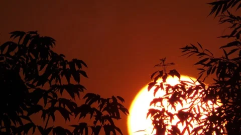 Red sun setting during sunset among silhouettes of branches with leaves close-up Stock Footage 310748476