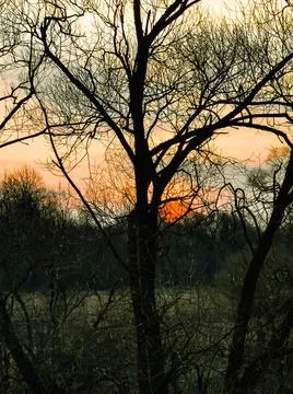 Red sun sunset in early spring. Dark silhouette of the crown of tree branches Stock Photos