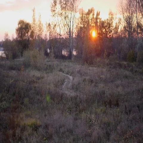 Red sun at sunset through the trees Video stock 69540172