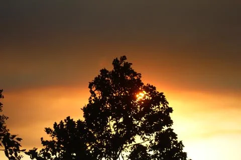Red Sun through Tree Stock Photos