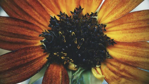 Red sunflower abstract color processing look close up background stock footag Stock Footage 344708379