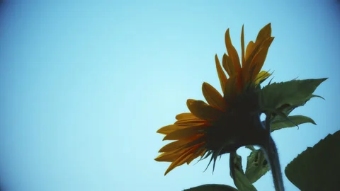Red sunflower blue sky abstract color processing look close up background s.. Stock Footage 344708124