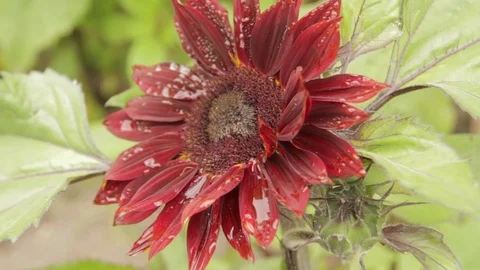Red Sunflower with dew close up 動画素材 76441531