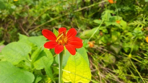 Red Sunflower. Stock Footage 159589377