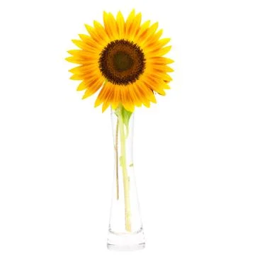 Red sunflower over isolate white background. - HELIANTHUS annuus 'Firecracker Stock Photos