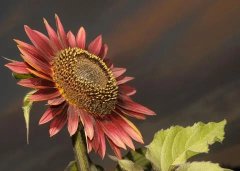 Red sunflower Stock Photos