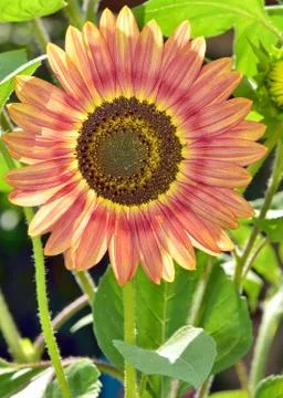 Red sunflower Stock Photos
