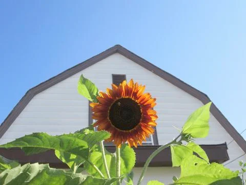 Red Sunflower Foto stock