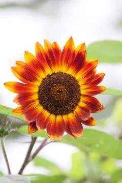 Red sunflower Stock Photos
