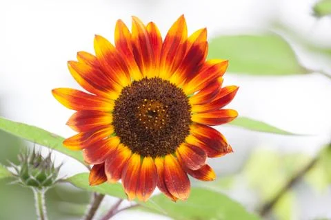 Red sunflower Stock Photos