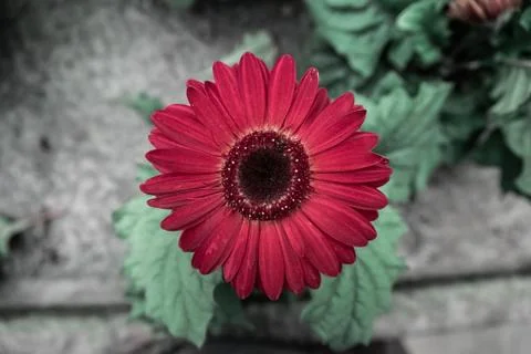 Red Sunflower Stock Photos