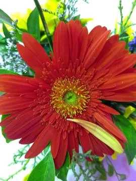 A red sunflower Stock Photos