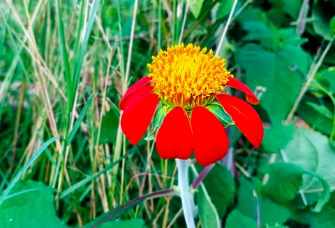 RED SUNFLOWER Stock Photos