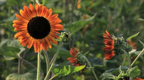 Red Sunflower shake on Windy 스톡 동영상 38201772