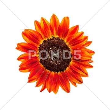 Red sunflower on white background Stock Photos