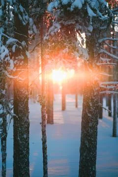 Red Sunlight Shining Bright Through the Snow Covered Tree Trunks Stock Photos