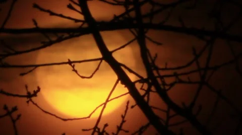 Red  sunrise with big sun through branches of trees  . Vidéo 49095396