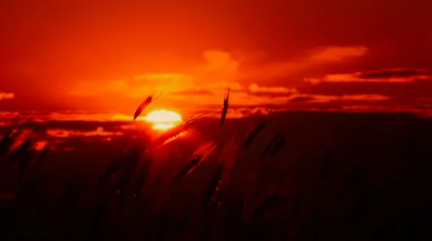 Red Sunset Video stock 1463917