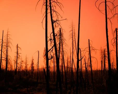Red Sunset Forest Fire Damage Stock Photos