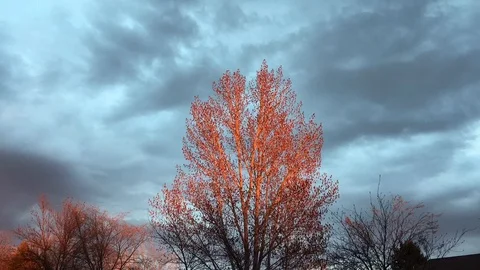 Red Sunset Light on Tree Time Lapse 스톡 동영상 89298234