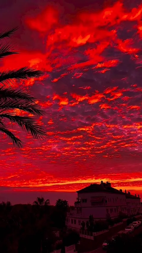 Red sunset over the sea with palm Tree Stock Footage 234553483