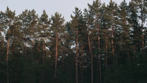Red Sunset Reflection on Trees timelapse. Stock-Footage 137737263
