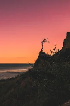 Red sunset tree on sea background and texture 库存照片