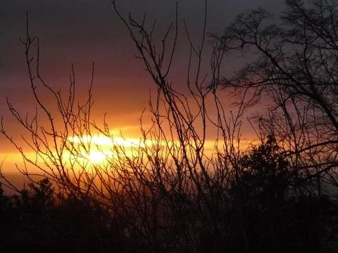 Red sunset in the trees Foto stock