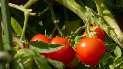 Red Super Sweet Tomatoes Growing On A Tomato Plant Stock Footage 79674998