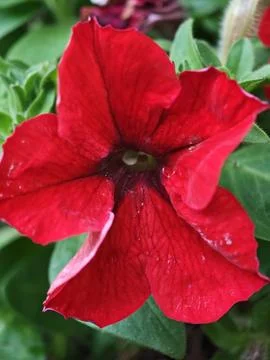 Red Surfine Stock Photos