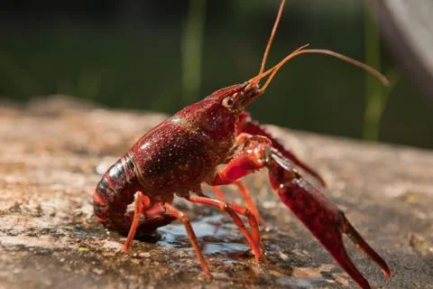 Red swamp crawfish Stock Photos