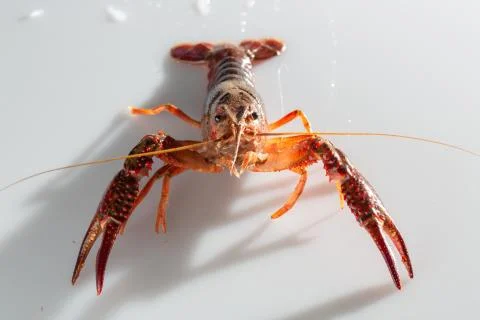 Red swamp crawfish Stock Photos