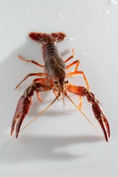 Red swamp crawfish Stock Photos