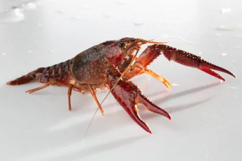Red swamp crawfish Stock Photos