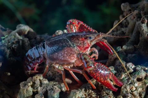 Red swamp crawfish Stock Photos