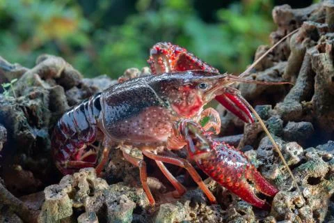 Red swamp crawfish Stock Photos