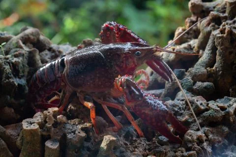 Red swamp crawfish Stock Photos