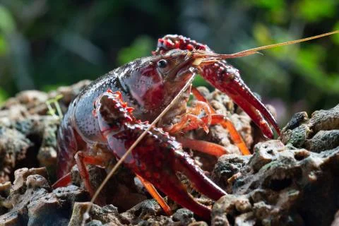 Red swamp crawfish Foto stock