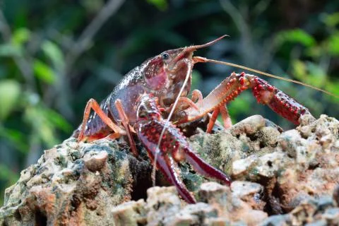Red swamp crawfish Stock Photos