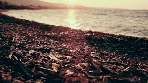 Red swaying on the windy shore Stock Footage 263671155