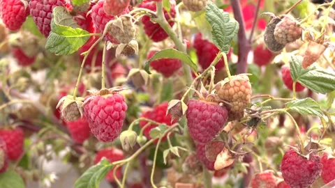 Red sweet berries growing on raspberry bush in fruit garden. Video stock 223819944