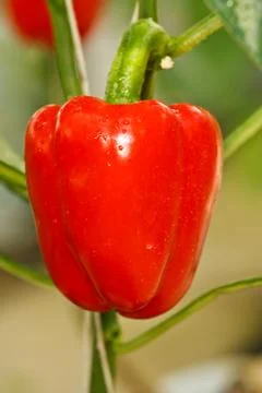 Red sweet chilli Stock Photos