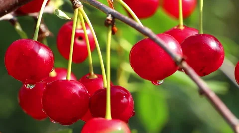 Red sweet fresh wet cherry berries after rain close up Stock-Footage 65660752