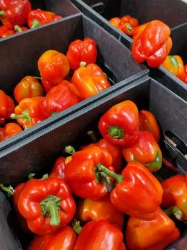 Red sweet pepper in plastic boxes Stock Photos