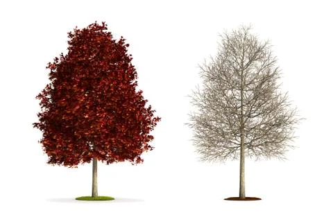 Red sweetgum tree. Stock Illustration