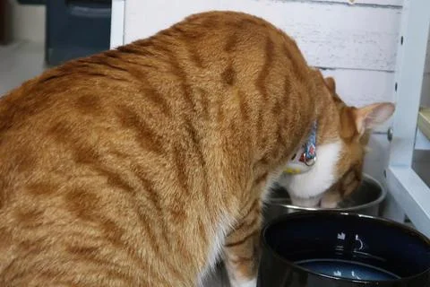 Red tabby cat drinking from a water dish. Stock Photos