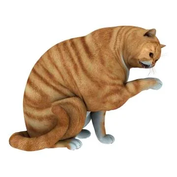 Red tabby cat Stock Illustration