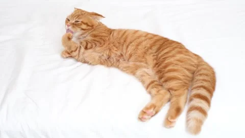A red tabby cat lies on white bed and licks its paws. Stock Footage 342707883